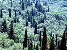 ecko, Korfu. Olivy a cypie v okolí Lakones