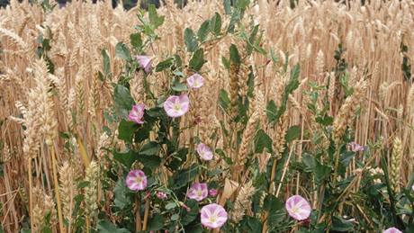 Svlaec rolní (Convolvulus arvensis)