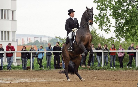 Ukázky výcviku koní ve venkovní jízdárně na Veterině, na snímku Filip Kološ s koněm Bon Voyage.