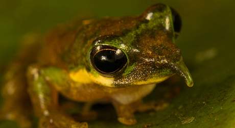 Dlouhonosá stromová ába (Litoria sp. nov.)