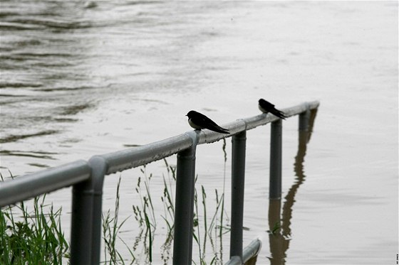 Prtoky v Morav se budou 2. záí 2010 zvyovat a dosáhnou i druhého stupn povodové aktivity. Ilustraní foto