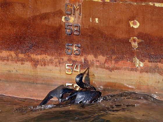 Ropou obalený pták zápasí s mazlavou látkou u zdi jednoho z plavidel poblí zniené ploiny Deepwater Horizon, z jejího vrtu uniká do moe ropa (9. kvtna 2010)