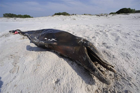 Mrtvý delfín. Ilustraní foto.