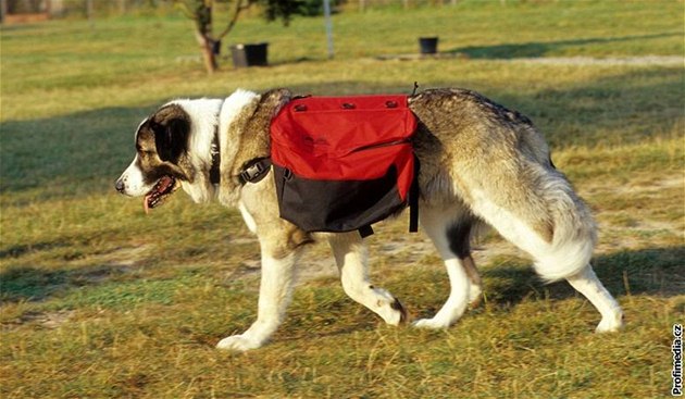 Pes vám může v batohu nosit svačinu. Přiměřená zátěž ho navíc zklidní -  iDNES.cz