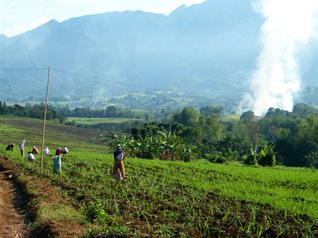 Pole s cukrovou ttinou na dohled sopky Mt. Kanlaon na filipnskm ostrov Negros, kde hospoda Fair Trade drustvo 