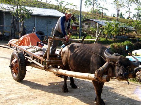 Vodn buvol, tradin pomocnk filipnskch farm