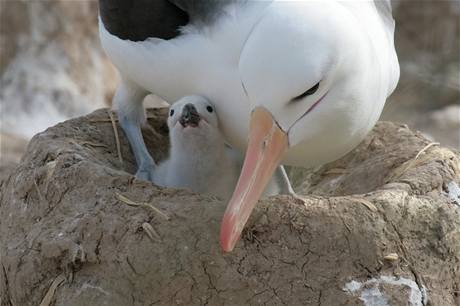 Hnízdo albatrosa je určeno jen pro jedno vejce. Pokud snesou vejce obě samice, které žijí spolu, sedí jen na jednom. 