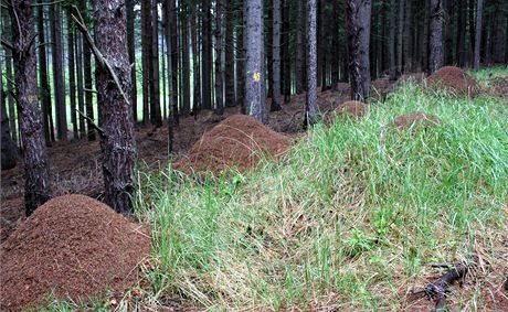 Šebeň, zejména podél lesních cest tvoří mraveniště jednotlivé linie
