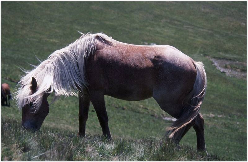Rumunsko, Maramureš, polodivoký kůň