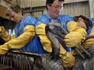 Záchranái istí pelikána zasaeného ropnou skvrnou v Mexickém zálivu