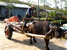 Vodní buvol, tradiní pomocník filipínských farmá