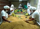 Z ttiny Fair Trade pstitel se vyrábí nerafinovaný pírodní cukr BIO Mascobado