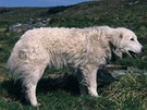 Rumunsko, Rodna, ovácký pes