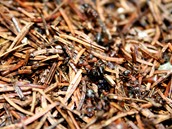 Zemi obývá 20 biliard mravenců, na každého člověka připadá 2,5 milionu