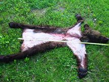 Dvě medvědí kůže s hlavou a dva kusy masa z medvěda hnědého zadrželi celníci na bývalém hraničním přechodu Břeclav -dálnice