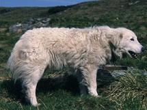 Rumunsko, Rodna, ovčácký pes