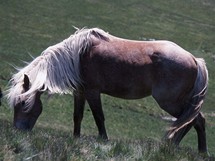 Rumunsko, Maramureš, polodivoký kůň