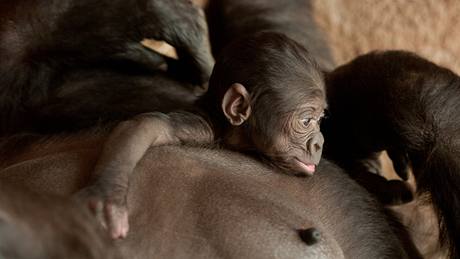 T�etí mlád� Kijivu na ja�e 2010