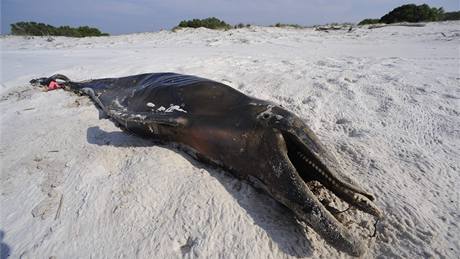 Mrtvý delfín na pláži Hornova ostrova v Mexickém zálivu. Úřady tvrdí, že od 2. května našly na pláží podél zálivu nejméně šest mrtvých delfínů. Nejsou si ale jisté, zda zvířata uhynula kvůli ropné skvrně. (11. května 2010)