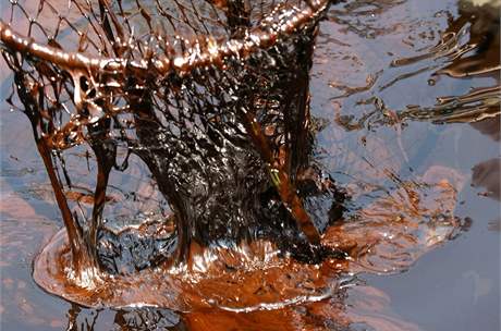 Guvernr Bobby Jindal nabr vodu v delt eky Mississippi podbrkem, aby ukzal zneitn ropou (19. kvtna 2010)