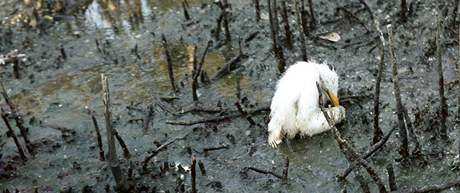 Mld volavky umr v ropou zamoenm pobe v Barataria Bay v USA (23. kvtna 2010) 