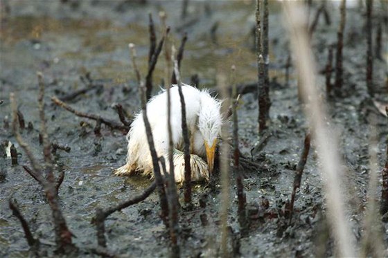 Mlád volavky umírá v ropou pokryté Baratarijské zátoce u pobeí Louisiany. (24. kvtna 2010)