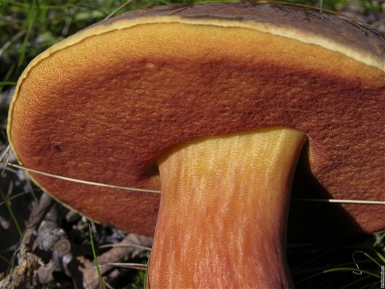 Hib ková (Boletus luridiformis).