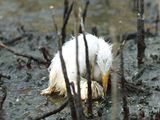Mld volavky umr v ropou pokryt Baratarijsk ztoce u pobe Louisiany. (24. kvtna 2010)