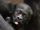 Tetí mlád gorilí samice Kijivu dostalo jméno Kiburi.