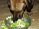 Pes stravovaný podle krmné metody BARF dostává syrové kosti a maso, zeleninu, ovoce a vitaminové doplky. 