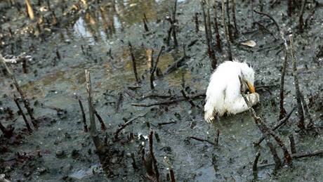 Mlád volavky umírá v ropou zamoeném pobeí v Barataria Bay v USA (23. kvtna 2010) 