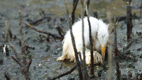 Mládě volavky umírá v ropou pokryté Baratarijské zátoce u pobřeží Louisiany. (24. května 2010)