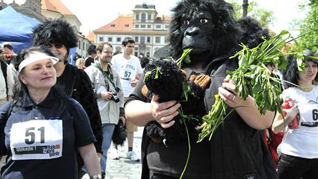 Nkteí z úastník Bhu pro gorily si nesli i gorilí mlád a zele na posilnnou. 