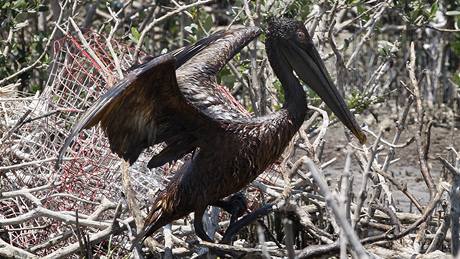 Ropná skvrna zasáhla pobeí Louisiany, mazlavá hmota utkvla i na kídlech tisíc pelikán