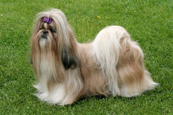 Shih-tzu