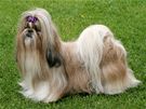 Shih-tzu