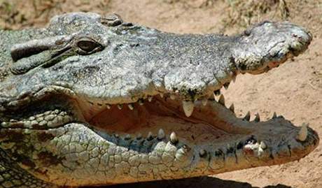 Jestli v severním Stedomoí ili krokodýli, zstávalo dosud záhadou. Ilustraní foto