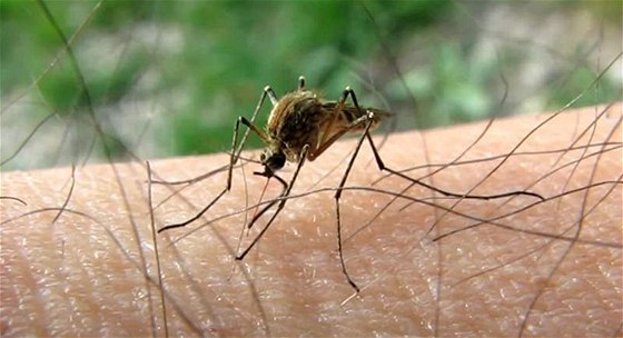 Komár sosající na lidské ruce