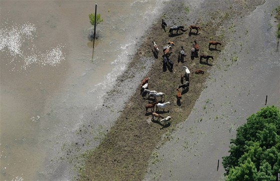 Stádo koní u Janohradu nedaleko Lednice (4. ervna 2010)