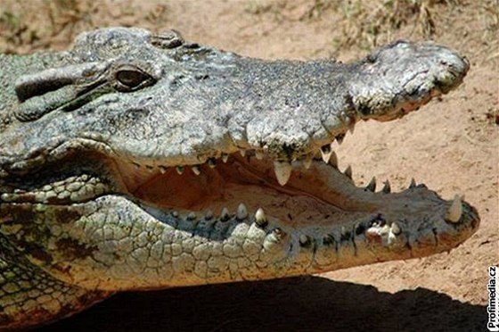Krokodýl si pi pádu jen vyrazil zub. Ilustraní foto.