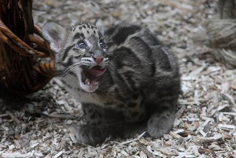 Levhartí kočičce v pražské zoo budou za pár dní tři měsíce.