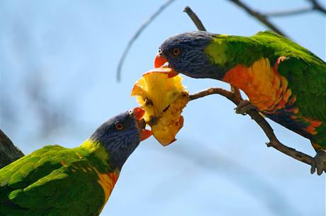 Papoušky postižené neznámou chorobou veterináři krmí ovocem a ovesnou kaší. Ilustrační foto