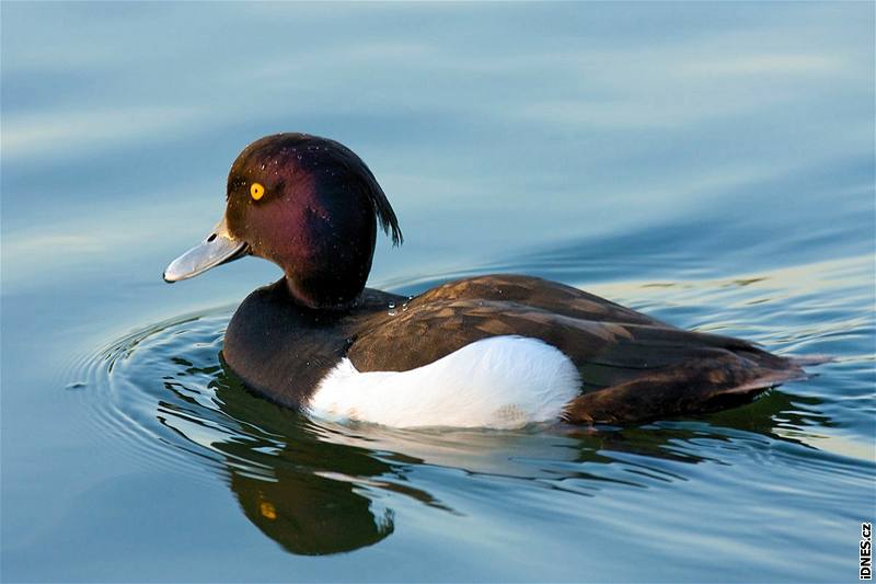 Londýn, Wetland Centre. Samec poláka chocholaky (Aythya fuligula) ve svatebním atu je uhlov erný s bílými boky a tmavým hbetem, v týle má splývavou chocholku.