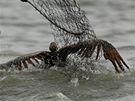 Záchranái loví ropou obaleného pelikána v louisianské zátoce Barataria  (4. ervna 2010)