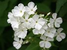 V bílé zahrad oceníte i bíle kvetoucí floxy.