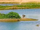 V londýnském mokadním centru mají ptáci skvlé podmínky  vodní hladina je peruována mnostvím malých ostrvk.