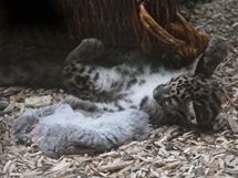 Levhartí mládě je nejaktivnější kolem krmení, "mrtvá kořist" je pro něj ideálním objektem ke hře. 