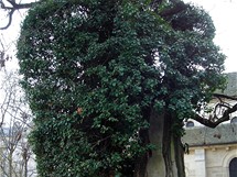Nejstar strom v Pai - byl zasazen v roce 1602