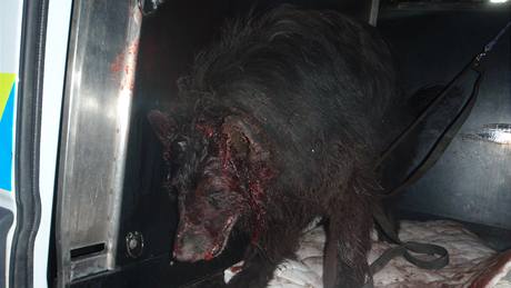 Belgický ovák, kterého majitel tloukl kladivem do hlavy