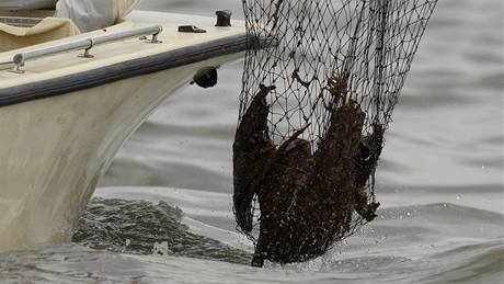 Záchranái loví ropou obaleného pelikána v louisianské zátoce Barataria  (4. ervna 2010)